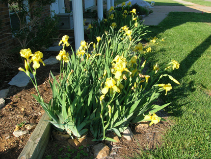 Yellow irises blooming.