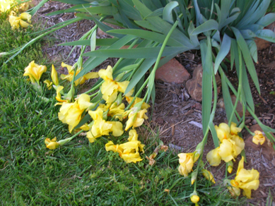 Iris blooms on the ground.
