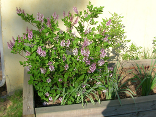 Small lilac blooming.