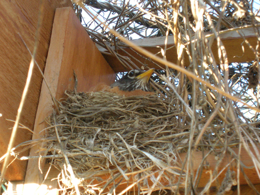 Robin sitting in nest.