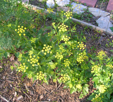 Golden Alexanders.