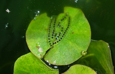 Frog eggs!