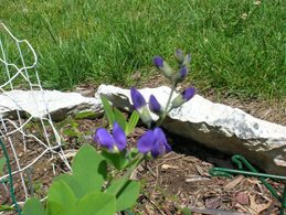 Baptisia australis blooming