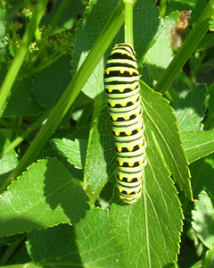 Black Swallowtail caterpillar on Golden Alexander. 