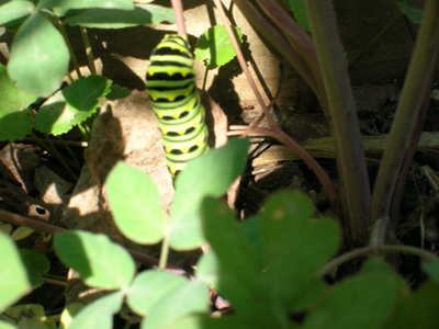 Black Swallowtail caterpillar on Yellow Pimpernel.