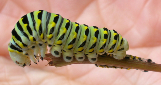 Black Swallowtail caterpillar just finished molting.
