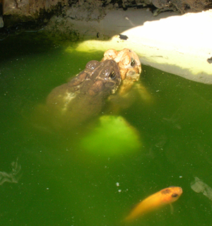 Frogs or toads mating.