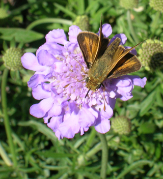 Skipper on Pin Cushion Flower.