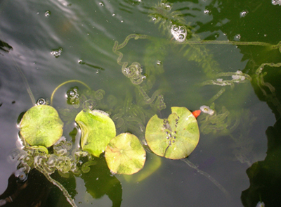 Toad or frog eggs in pond.