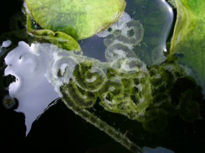 Close up of toad or frog eggs in pond.