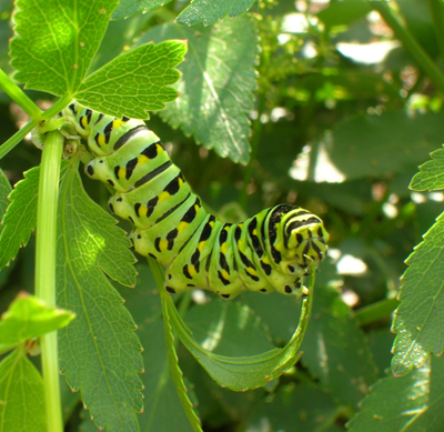 Black Swallowtail caterpillar eating Golden Alexander leaf.