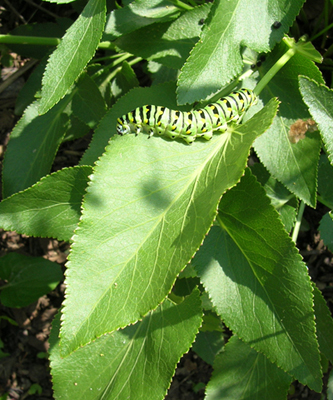 Another Black Swallowtail caterpillar eating Golden Alexander leaf.