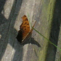 Question Mark or Comma butterfly.