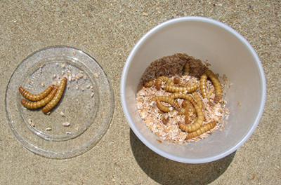 Mealworms for birds.
