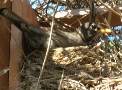 Baby robin with parent.