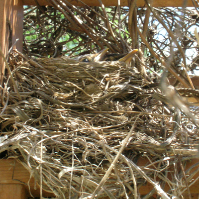 Baby robins in nest.