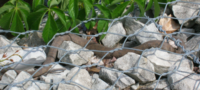 Snake resting on rock.