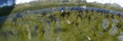 Tadpoles in pond.