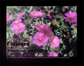 Prairie and Woodland Flowers Calendar 4 cover