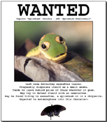 Spicebush Swallowtail caterpillar on 'Wanted' poster.