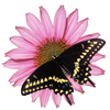Black Swallowtail butterfly and Purple Coneflower design.