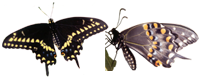 Black Swallowtail butterfly and Purple Coneflower design.