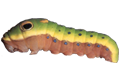 Spicebush Swallowtail caterpillar.