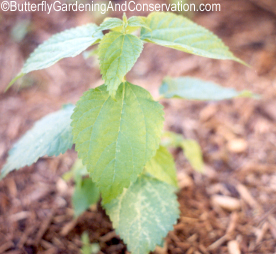 false nettle plant cylindrica boehmeria young small