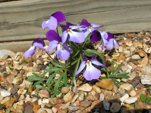 bf-violet-dark Bird\'s Foot Violet
