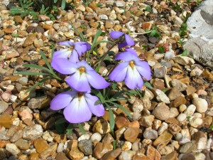 bf-violet-light Bird\'s Foot Violet