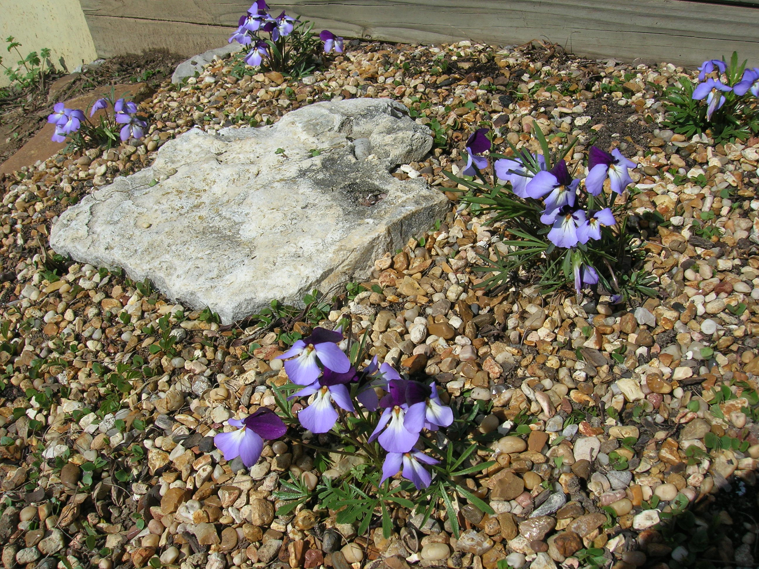 bf-violets1 Bird\'s Foot Violets