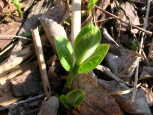 Purple Milkweed, just coming up.