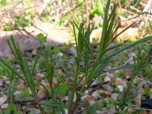 Whorled milkweed with Monarch eggs.