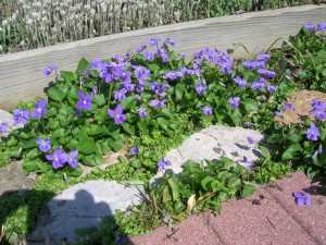 v-soro Wild violets.