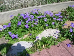 Wild violets. 