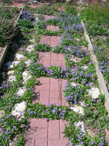 Wild violets along stepping stones.