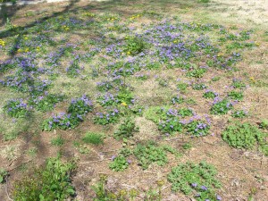 Wild violets.