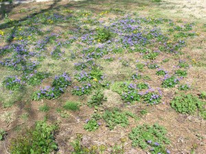v-soro31 Wild violets.