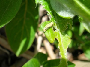 monarch