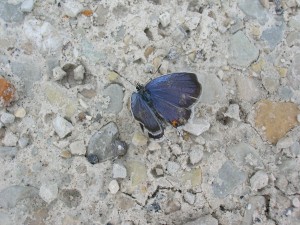 blue1