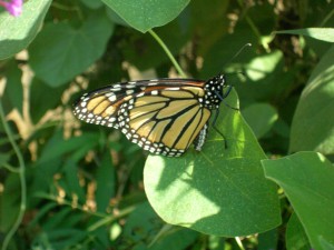 monarch