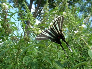 zebra2