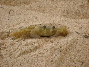 crab2