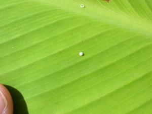 dscn3442
