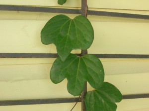 dscn3450