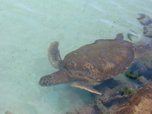 sea-turtle